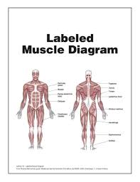Muscular System Pictures For Kids Koibana Info Muscle Diagram Muscular System Activities Muscular System