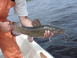 nonnative fishes of the cape fear river system