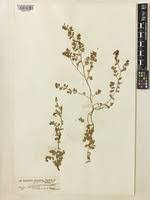 Image result for Euphorbia inaequilatera