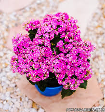 Image result for Kalanchoe calandiva