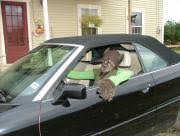 1992 Audi 100 Transmission WON'T shift - AudiWorld Forums
