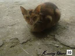 We did not find results for: Kucing Utara Langkah Atasi Kucing Cirit