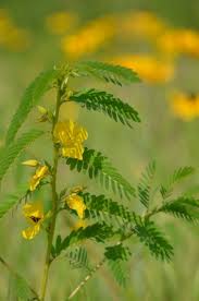 Image result for Chamaecrista paralias