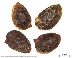 Image result for Adenia rumicifolia