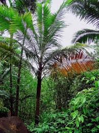 Image result for Acanthophoenix