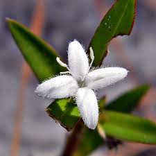 We did not find results for: Diodia Virginiana Wikipedia