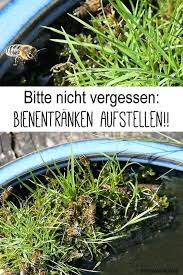 Bienen Tranke Im Garten Auf Dem Balkon Bienentranke Richtig Aufstellen Bienenfreundlicher Garten Bienenfreundliche Pflanzen Garten Pflanzen