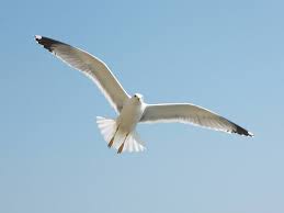 Farkli Olmanin Yanlis Olmadigini Asilamis Marti Jonathan Livingston Kitabindan 14 Alinti Kitap Tablolar Hayvanlar