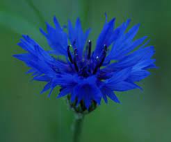 Cornflower Dark Blue Centaurea Cyanus Seeds Organic Strictly Medicinal Seeds