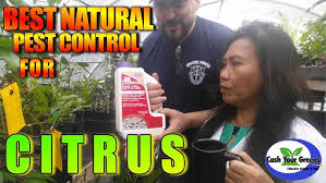 The pest control services fall under the responsibility of both the tenants and the landlords in order to maintain the premises for reasonable repairing, safety treatments, and so, if you are searching for pest control near me then we are here to strive the best result with minimum risk involved. Best Natural Pest Control For Citrus Controlling Slugs And Snails And Aphids Fast And Easy Youtube