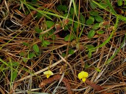 Image result for Crotalaria eremicola