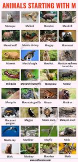 Animals That Start With M List Of 30 Common Animal Names That Start With M In English Esl Forums In 2020 Animals Name In English List Of Animals Animals