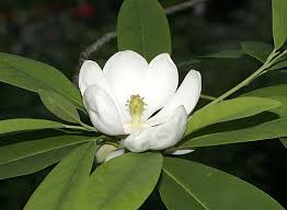 Magnolia is a 1999 american epic psychological drama film written and directed by paul thomas anderson.the film stars an ensemble cast including jeremy blackman, tom cruise, melinda dillon, philip baker hall, philip seymour hoffman, ricky jay, william h. Perseverance Its Not Over Fragrant Plant Sweetbay Magnolia Tree Magnolia Trees
