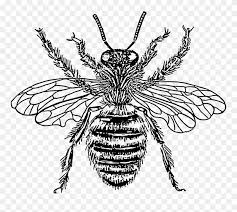 Bee Queen Svg Vector File Vector Clip Art Svg File Vintage Honey Bee Illustration Png Transparent Pn Ilustracion De Abeja Dibujo De Abeja Tatuaje Con Abejas