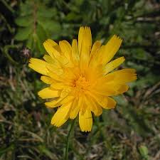 Image result for Hypochaeris