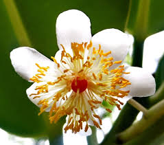 Image result for ficus elastica flower