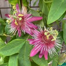 Image result for Passiflora sanguinolenta