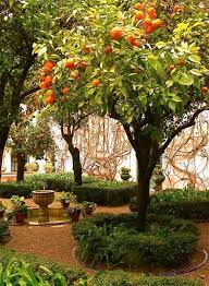 Oranges Apple Pressings Spanish Garden Beautiful Gardens Plants