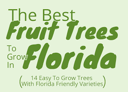 Palm coast garden center 3335 n. Best Fruit Trees To Grow In Florida 14 Easy To Grow Trees