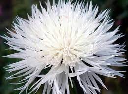 Cornflower Seeds Tall White Flower Seeds In Packets Bulk Eden Brothers Bachelor Buttons Fall Plants Annual Flowers