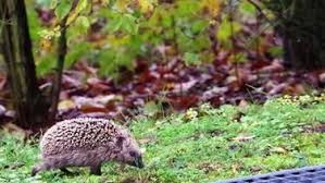 Igeln Mit Futter Und Einem Winterquartier Helfen Igel Tiere Tierfreund