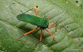 Leaf Footed Bug Paryphes Sp Coreidae Leaf Footed Bug Green Bug Bugs