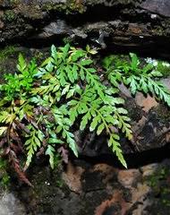 Image result for Vittaria reekmansii