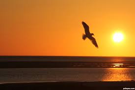 Birds Flying In The Sky Sunset Birds Flying At Sunset Sunset Bird Created By Leanord Sunset Bird Pictures Bird