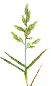 Image result for Eragrostis habrantha