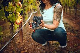 Image result for Vepris elegantissima