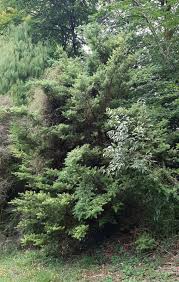 Image result for Kraussia kirkii