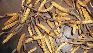Keeda jadi (yarsagumba,caterpillar fungus) health benefitsकीड़ा जड़ी के फायदे और पहचान #keedajadi. Keeda Jadi Available Home Facebook