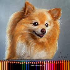 Amongst all the drawings, the drawings of flowers always attract the viewer due to their beauty and appearance. Animal Drawings Using Colored Pencils Animal Drawings Realistic Drawings Color Pencil Drawing