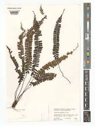 Image result for Asplenium normale