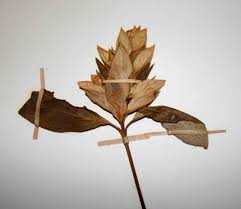 Image result for Barleria crossandriformis