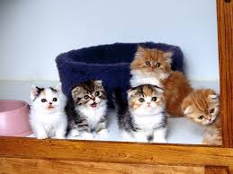Masaustu Yavru Kediler Bagiran Biyik Kedi Yavrusu Kabarik Cok Omurgali Kedi Gibi Memeli Kucuk Orta Boy Kediler Kopek Cins Grubu Norvec Orman Kedisi 1600x1200 Coolwallpapers 601219 Masaustu Arka Plan Hd Wallhere