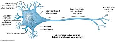 A Neuron Showing The Cell Body Dendrites And Axon Neurons Neuron Structure And Function Anatomy And Physiology