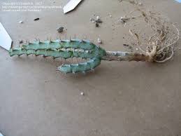 Image result for Euphorbia schinzii