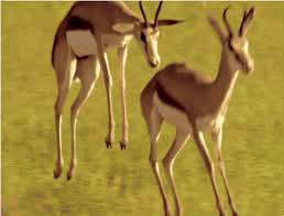 Maybe you would like to learn more about one of these? Amazing Animal Animated Gifs At Best Animations