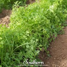 Image result for Lepidium sativum