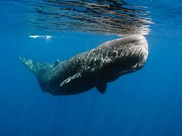 Here the list of 10 loudest animals in the world. What Is The Loudest Animal In The Whole World Answer