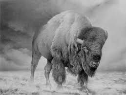 Bison By Peter Heydeck Art Animal Art Wildlife Art