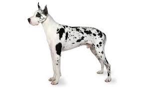 Great Dane Dog Breed Information Pictures Characteristics