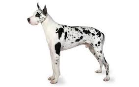 great dane dog breed information pictures characteristics