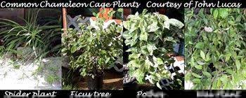 Size, colour, and shape may. Safe Plants For Chameleons A List Chameleon Cage Plants Veiled Chameleon