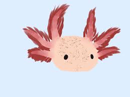 Fresh axolotl coloring page collection. Axolotl Art Repost Lol Caudata Org Newts And Salamanders Portal