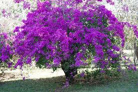 bougainvillea planta originaria do brasil beautiful flowers beautiful tree plants