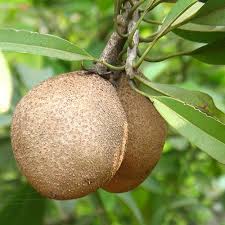 Check spelling or type a new query. 25 Achras Sapota Seeds Chico Sapote Zapote Chicle Tree Seeds Sapodilla Ciku Naseberry Nispero Sapote Brown Sugar Fruit Buy Online In United Arab Emirates At Desertcart Ae Productid 69755015