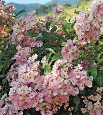 Light pink flowers with yellow center. Rosa Ballerina