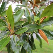 The first passengers from new zealand have arrived in australia under new travel bubble arrangements. Magnolia Bubbles